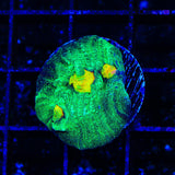 TSA Raja in Pajamas Chalice Coral