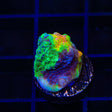 TSA Raja in Pajamas Chalice Coral