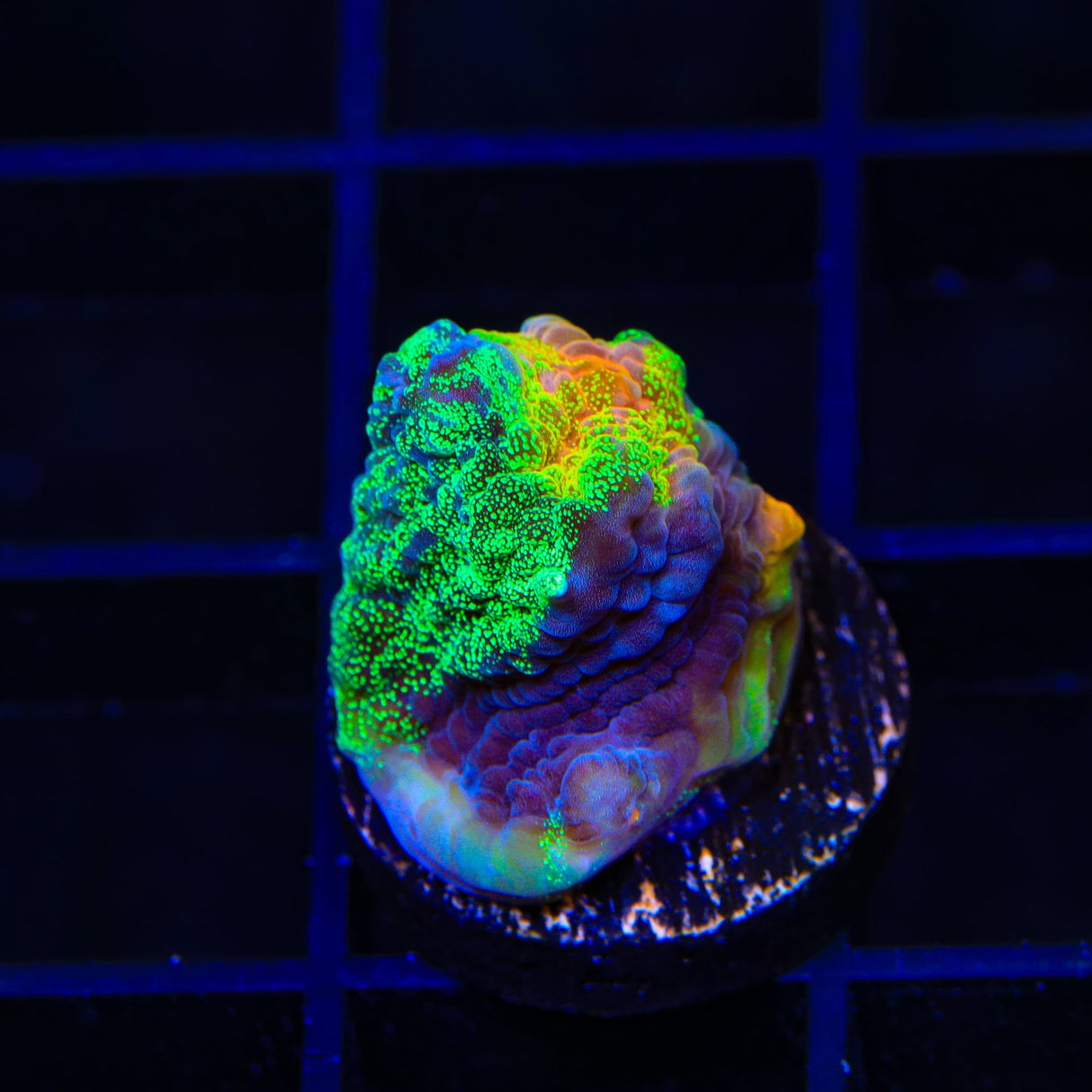 TSA Raja in Pajamas Chalice Coral