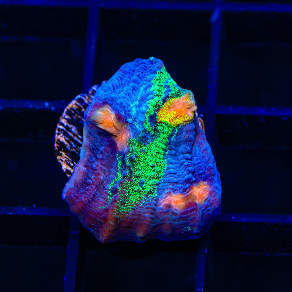 TSA Raja in Pajamas Chalice Coral