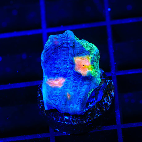 TSA Raja in Pajamas Chalice Coral