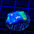 TSA Raja in Pajamas Chalice Coral