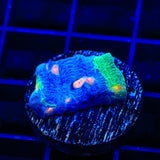 TSA Raja in Pajamas Chalice Coral
