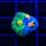 TSA Raja in Pajamas Chalice Coral