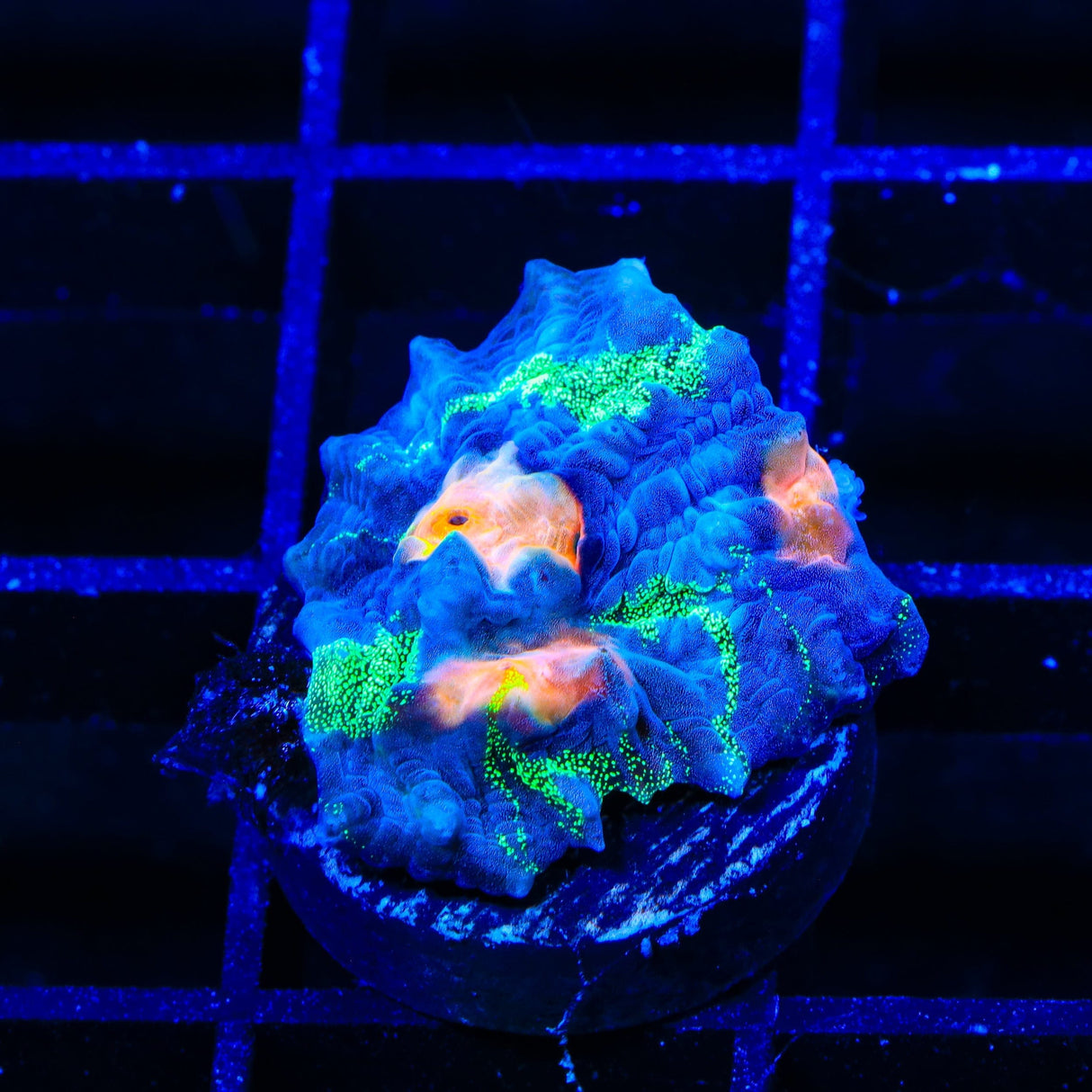 TSA Raja in Pajamas Chalice Coral