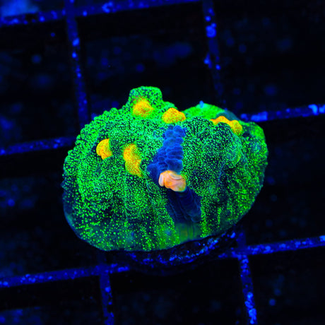 TSA Raja in Pajamas Chalice Coral