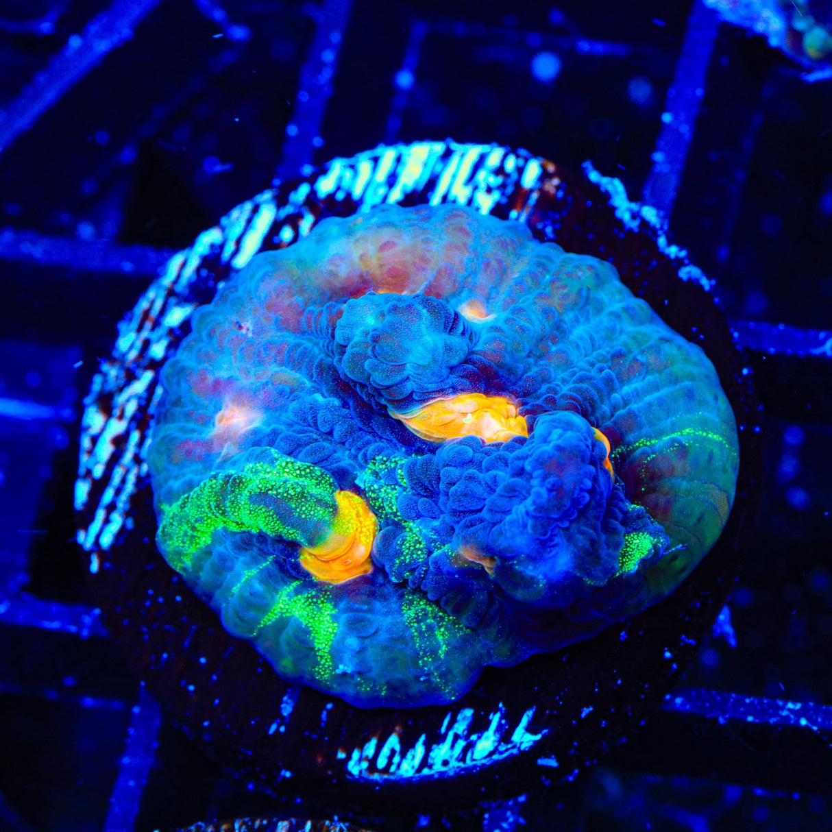 TSA Raja in Pajamas Chalice Coral