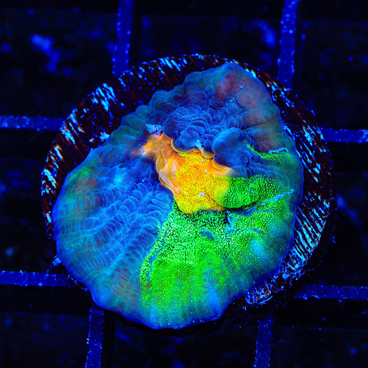 TSA Raja in Pajamas Chalice Coral