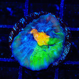 TSA Raja in Pajamas Chalice Coral