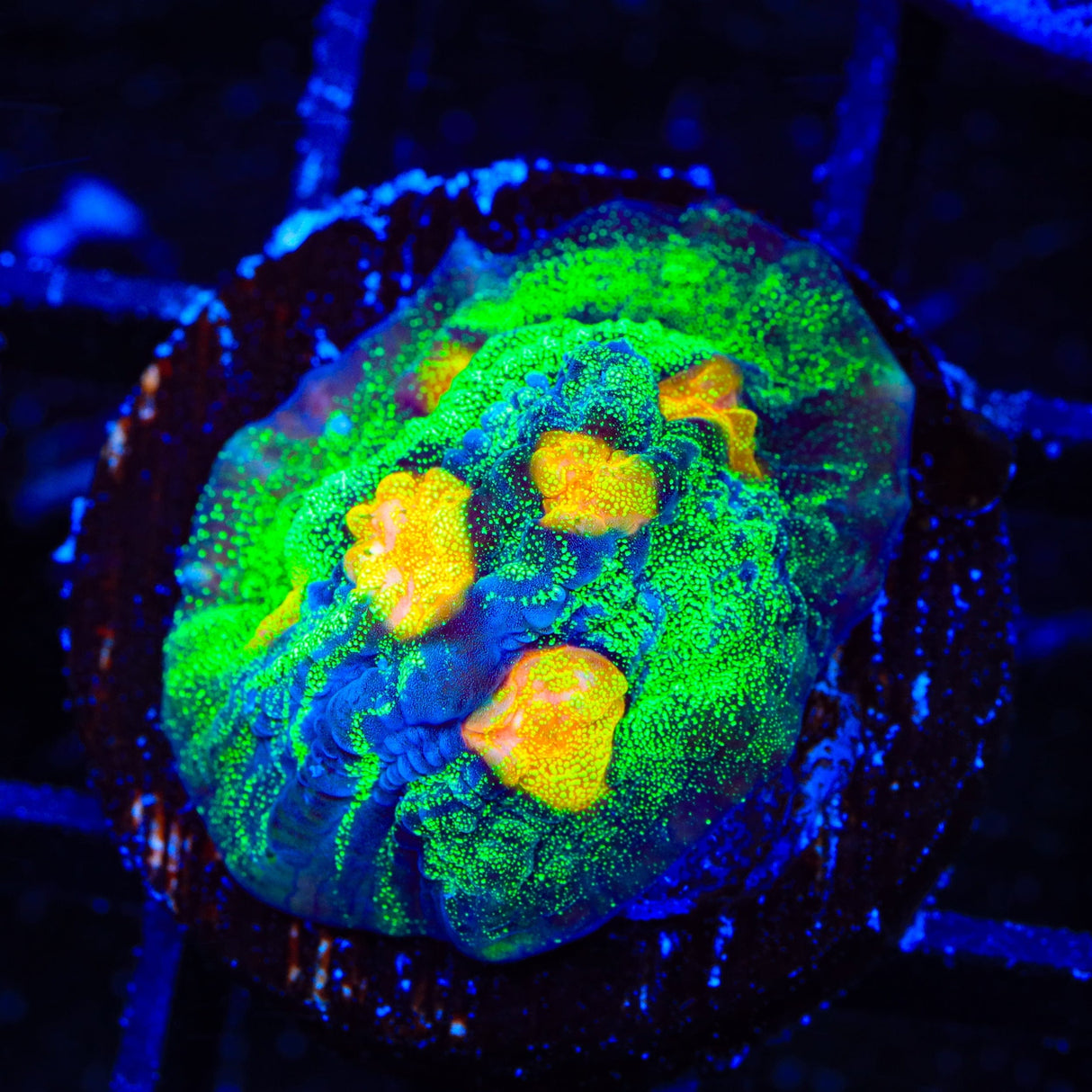 TSA Raja in Pajamas Chalice Coral