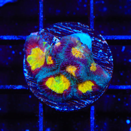 TSA Rapture Favia Coral