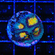 TSA Rapture Favia Coral