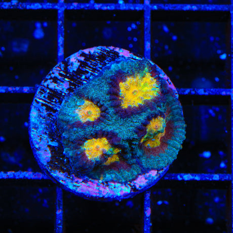 TSA Rapture Favia Coral
