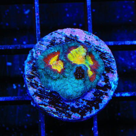 TSA Rapture Favia Coral