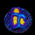 TSA Rapture Favia Coral