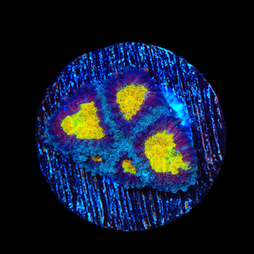 TSA Rapture Favia Coral