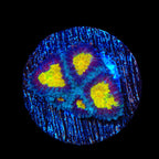 TSA Rapture Favia Coral