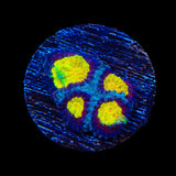 TSA Rapture Favia Coral