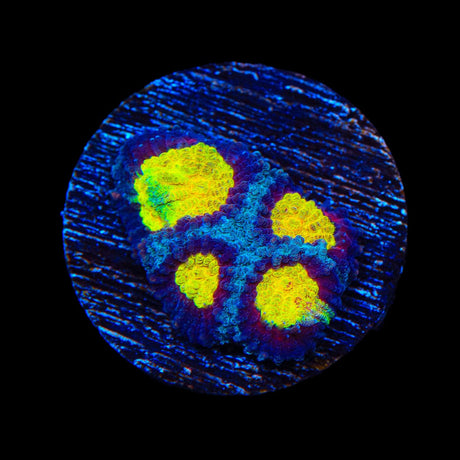 TSA Rapture Favia Coral