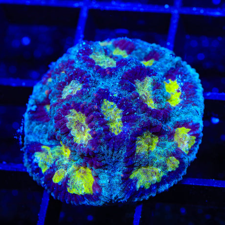 TSA Rapture Favia Coral