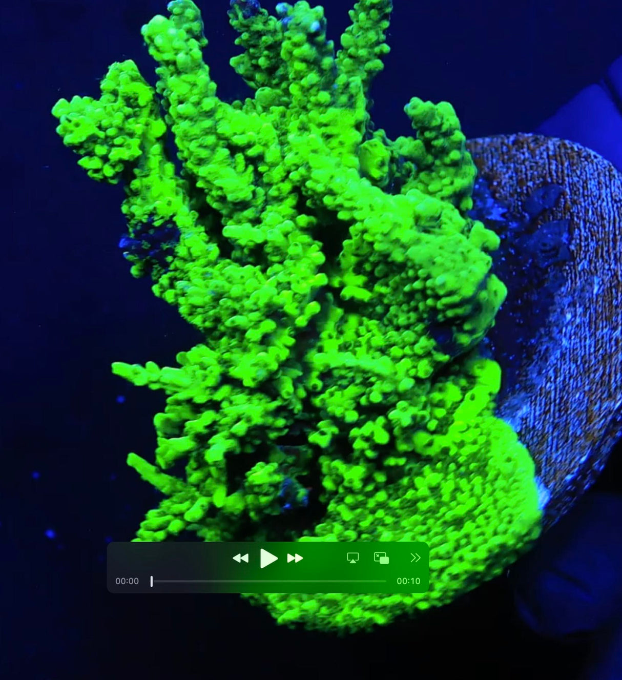 TSA Raspberry Limeade Acropora Colony Coral