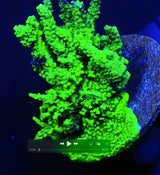 TSA Raspberry Limeade Acropora Colony Coral