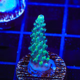 TSA Raspberry Limeade Acropora Coral
