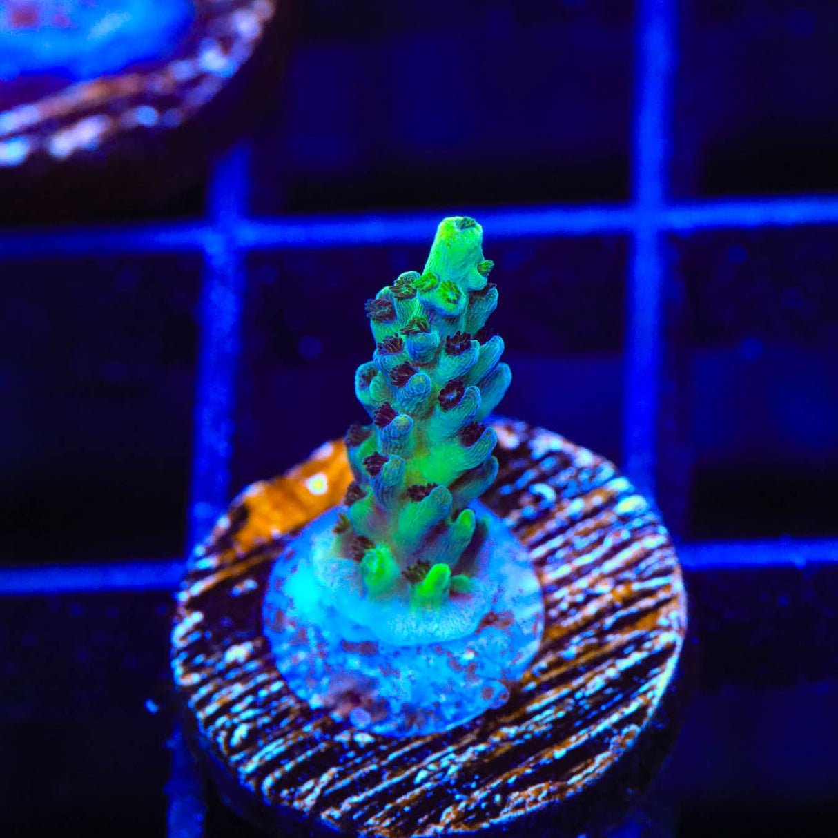 TSA Raspberry Limeade Acropora Coral