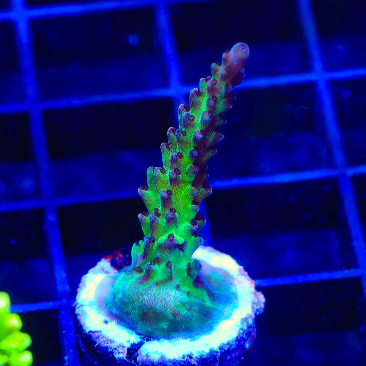 TSA Raspberry Limeade Acropora Coral