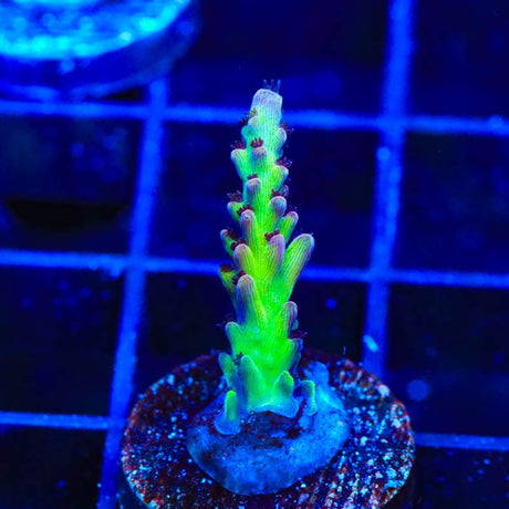 TSA Raspberry Limeade Acropora Coral