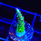 TSA Raspberry Limeade Acropora Coral
