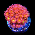 TSA Raspberry Limeade Goniopora Coral