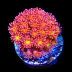 TSA Raspberry Limeade Goniopora Coral