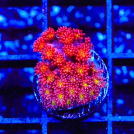 TSA Raspberry Limeade Goniopora Coral