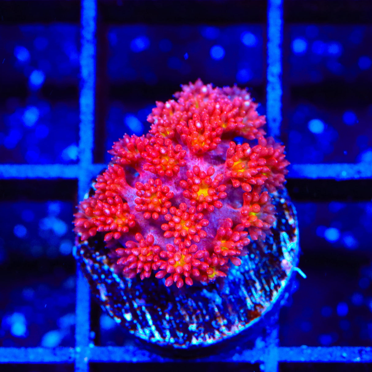 TSA Raspberry Limeade Goniopora Coral