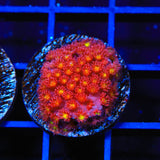 TSA Raspberry Limeade Goniopora Coral