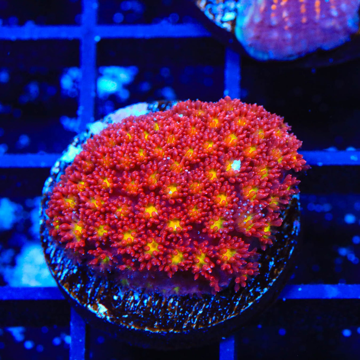 TSA Raspberry Limeade Goniopora Coral