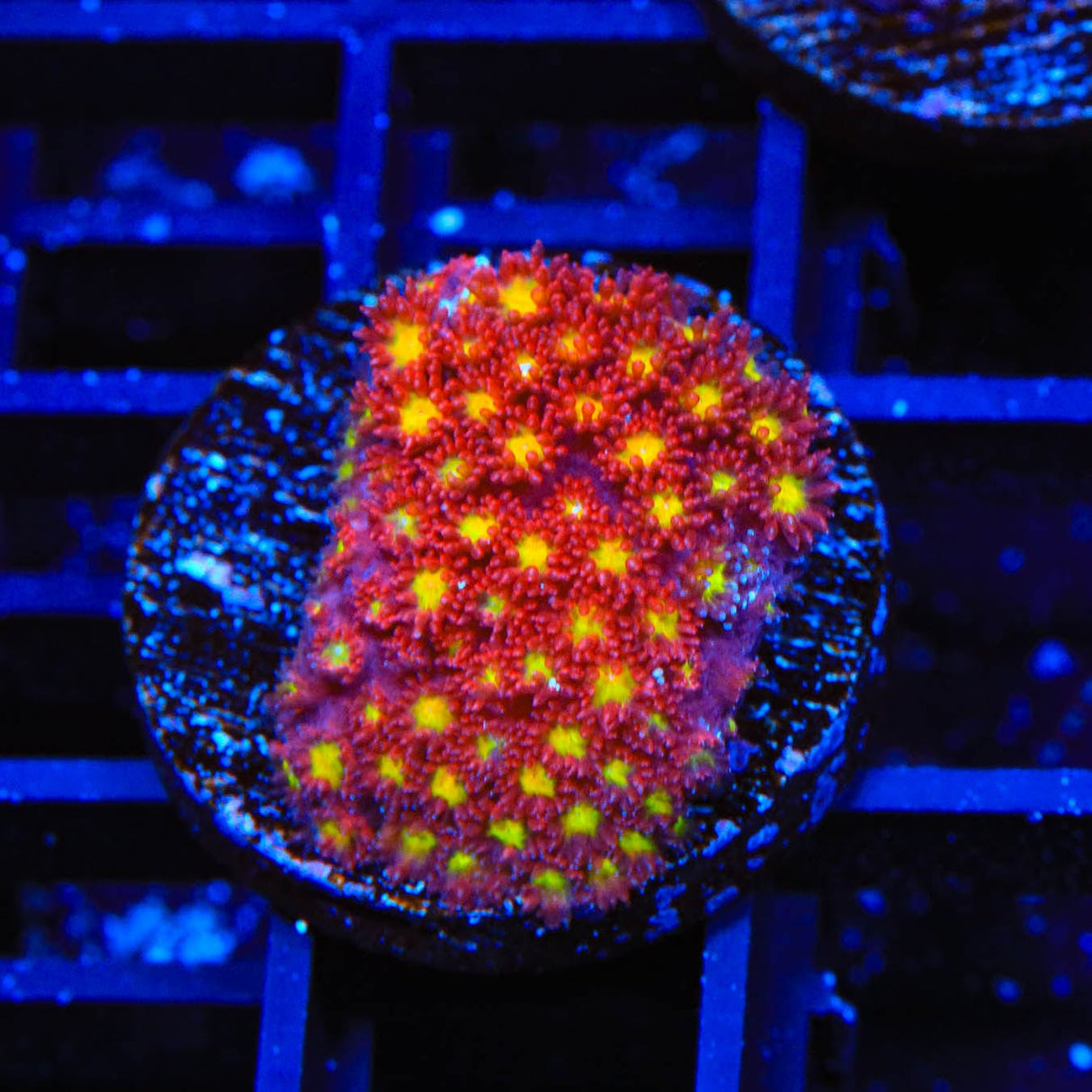 TSA Raspberry Limeade Goniopora Coral