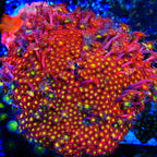 TSA Raspberry Limeade Goniopora Coral