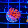 TSA Raspberry Limeade Goniopora Coral