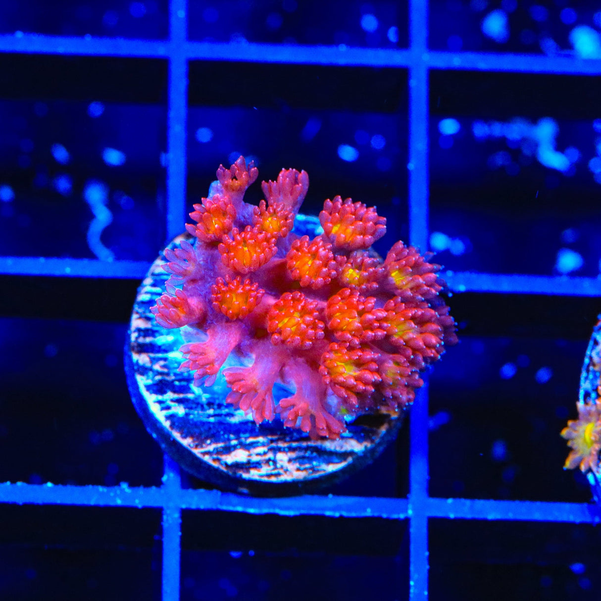 TSA Raspberry Limeade Goniopora Coral