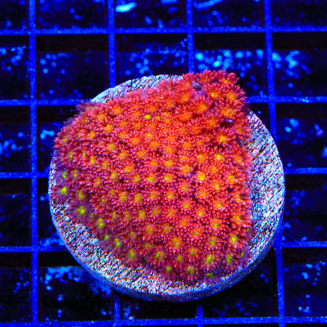 TSA Raspberry Limeade Goniopora XL Frag Coral