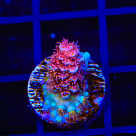 TSA Raspberry Rainbow Tenuis Acropora Coral