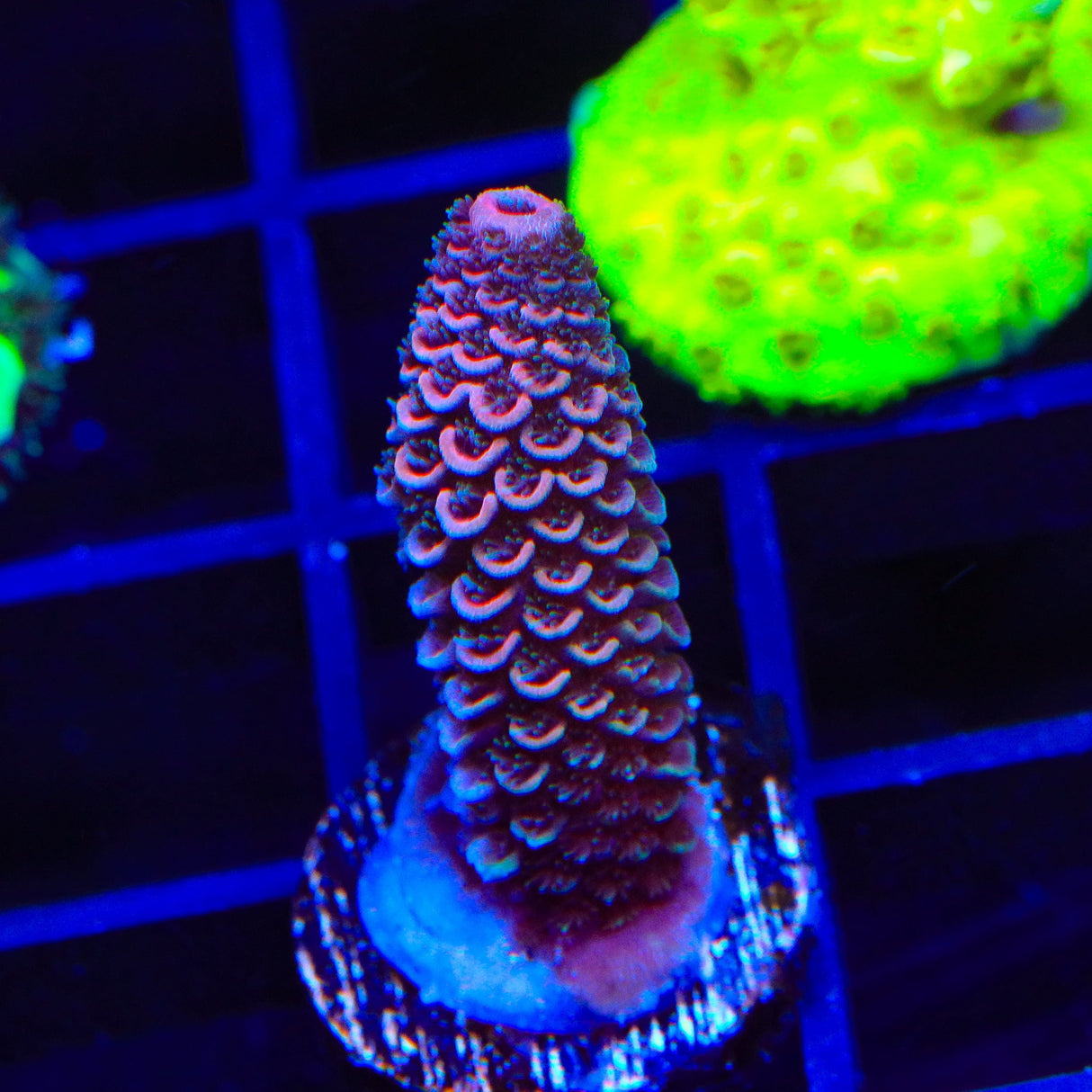 TSA Raspberry Spathulata Acropora Coral