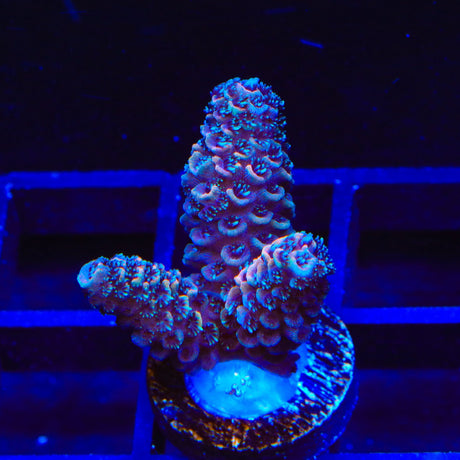 TSA Raspberry Spathulata Acropora Coral