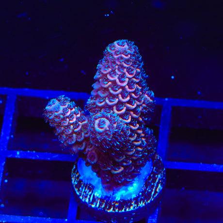TSA Raspberry Spathulata Acropora Coral