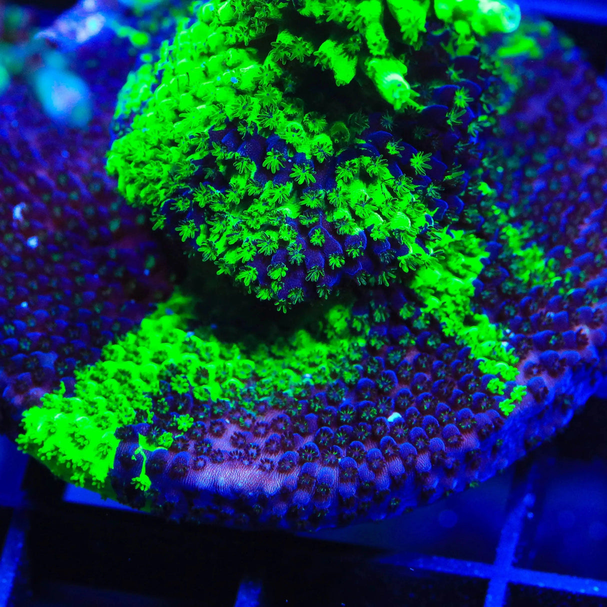 TSA Raspberry Splice Acropora Coral