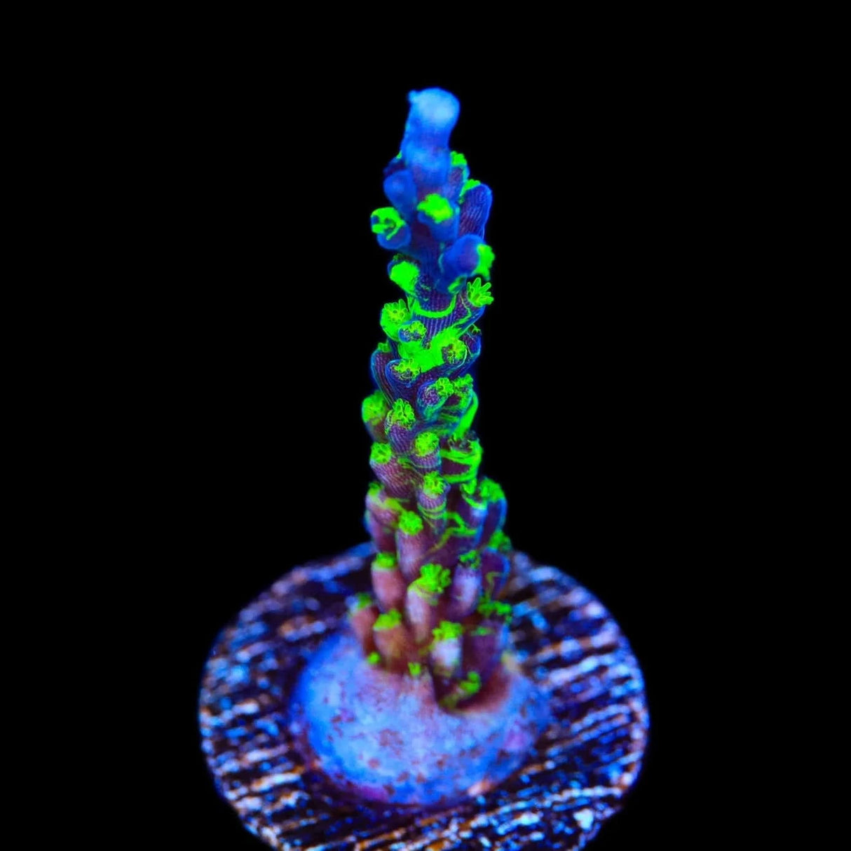 TSA Raspberry Splice Acropora Coral