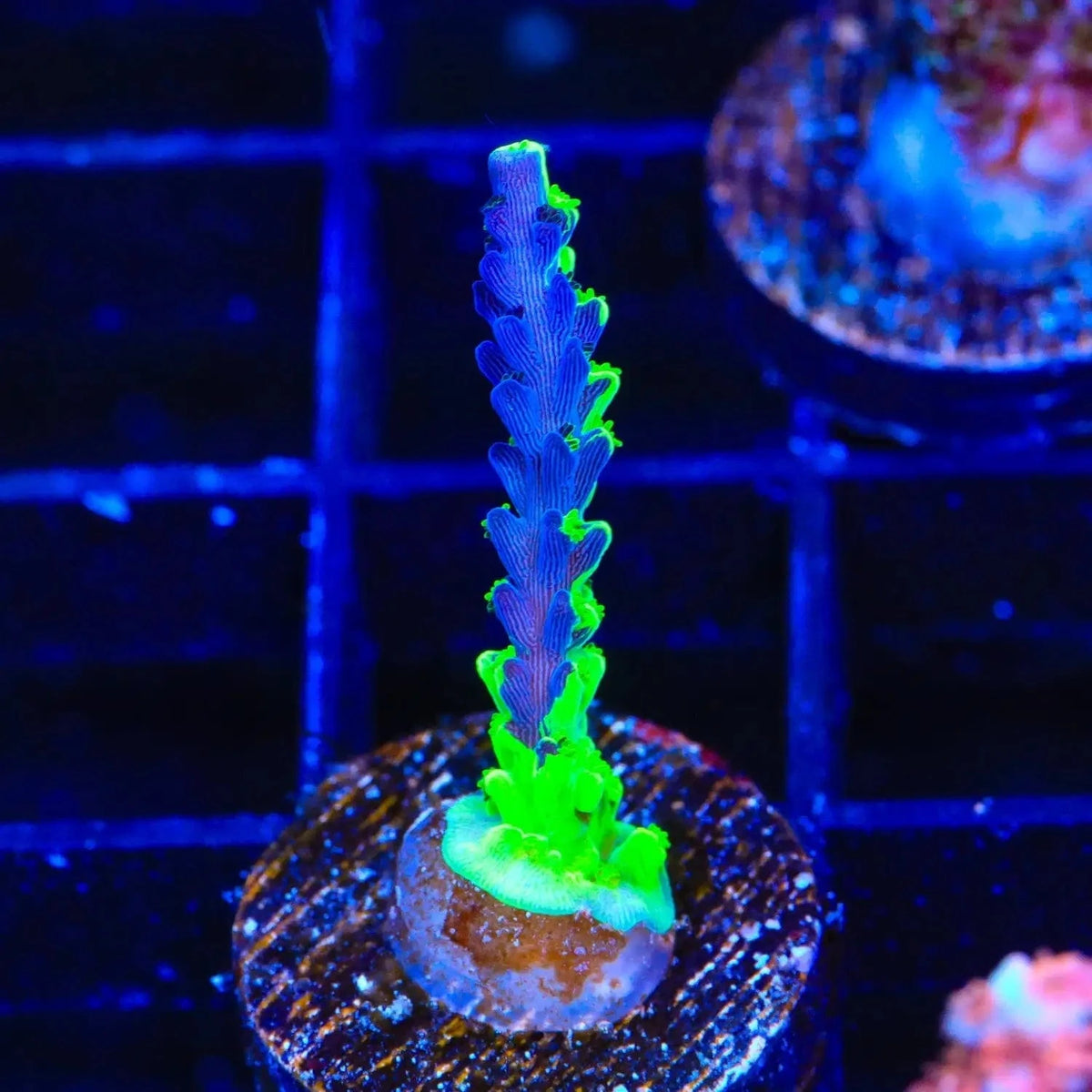 TSA Raspberry Splice Acropora Coral – Top Shelf Aquatics