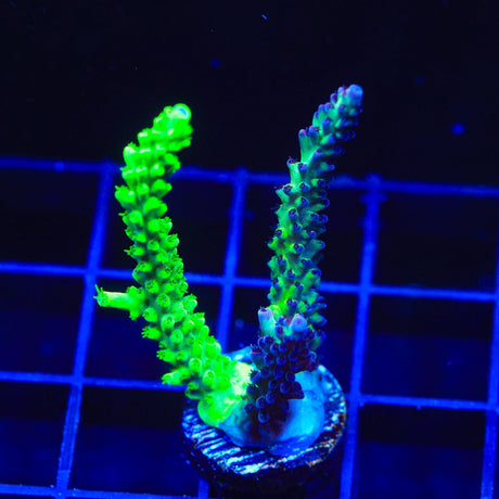 TSA Raspberry Splice Acropora Coral